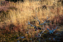 20220807-_MG_5265