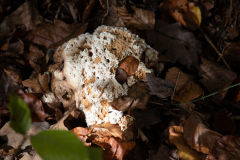 20221026-_MG_6788