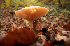 20201119-IMG_4798