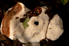 20201119-IMG_4799