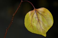 20251031-DSCF3092