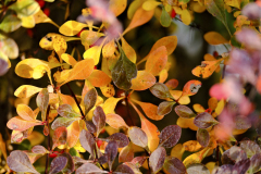 20251031-DSCF3098