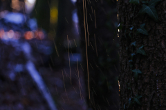 20251227-DSCF5750