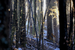 20251227-DSCF5754