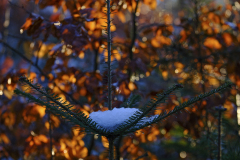20251227-DSCF5774
