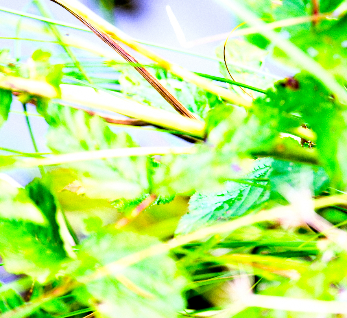 20260905-DSCF9613