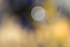 20260905-DSCF9581