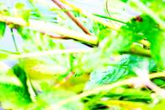 20260905-DSCF9613