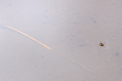 20260905-DSCF9626