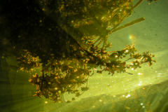 DSCN5809