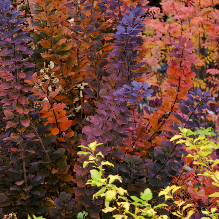 Herbst hier und anderswo